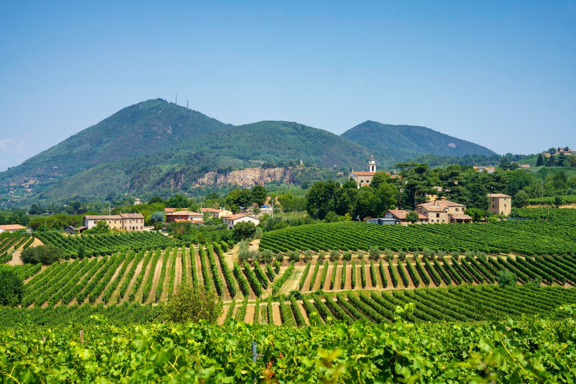Vigneti e colline dei Colli Euganei, provincia di Padova, in estate